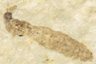 Detailed Fossil Crane Fly (Tipula) - France #256797
