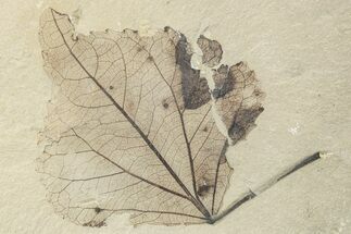 Fossil Leaf Plate - Green River Formation, Utah #256805
