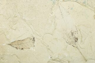Fossil Leaf Plate - Green River Formation, Utah #256814