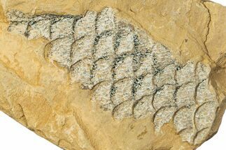 Carboniferous Scale Tree (Lepidodendron) Fossil - Utah #256830