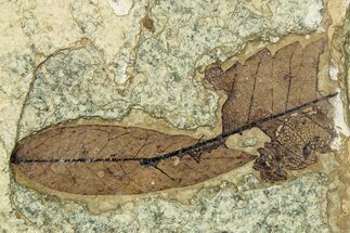 Eocene Fossil Leaves - Green River Formation #257036