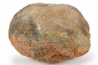 Silurian Fossil Crinoid (Scyphocrinites) Lobolith - Morocco #257084