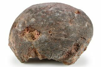 Silurian Fossil Crinoid (Scyphocrinites) Lobolith - Morocco #257094