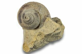 Ordovician Gastropod Fossil (Clathrospira) - Wisconsin #257187