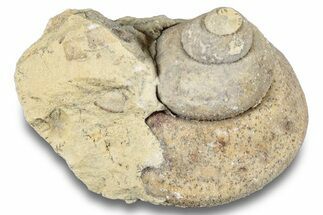 Ordovician Gastropod Fossil (Clathrospira) - Wisconsin #257231