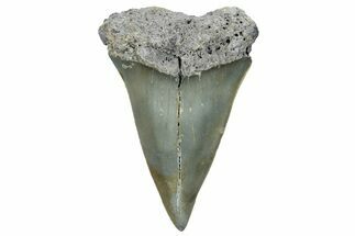 Fossil Broad-Toothed Mako Shark Tooth - North Carolina #257369