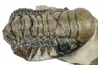 Detailed Crotalocephalina Trilobite - Atchana, Morocco #254509