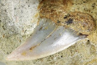 Hooked White Shark Tooth Fossil on Sandstone - Bakersfield, CA #257441