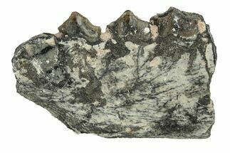 Oreodont (Merycoidodon) Jaw Section - South Dakota #256635