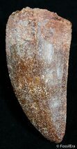 Inch Carcharodontosaurus Tooth - Moroccan T-Rex #2465