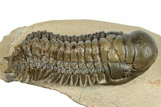 Detailed Crotalocephalina Trilobite - Atchana, Morocco #255591