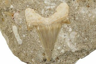 Otodus Shark Tooth Fossil in Rock - Morocco #257676