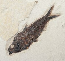 Knightia Fossil Fish On Large Plate #15139