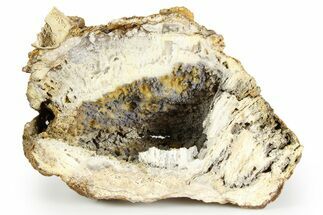 Agatized Fossil Coral Geode - Florida #257875
