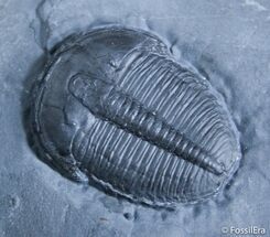 Inch Elrathia Trilobite In Matrix - Utah #2472