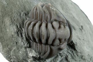 Wide Enrolled Flexicalymene Trilobite - Mt Orab, Ohio #258032