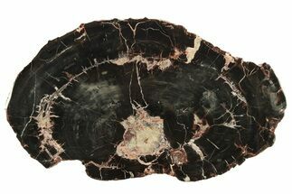 Jet-Black Petrified Wood (Araucarioxylon) Round - Arizona #258258