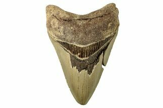 Fossil Megalodon Tooth - North Carolina #257966