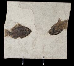 Priscacara & Diplomystus Fossil Fish - Wyoming #15122