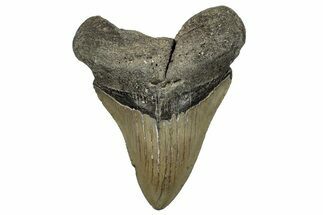 Fossil Megalodon Tooth - North Carolina #258057