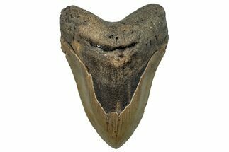 Serrated, Fossil Megalodon Tooth - North Carolina #258063