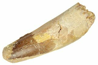 Fossil Spinosaurus Tooth - Real Dinosaur Tooth #257506