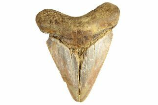 Serrated, Juvenile Fossil Megalodon Tooth From Angola - Unusual Location #258551