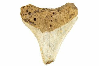 Juvenile Fossil Megalodon Tooth From Angola - Unusual Location #258566