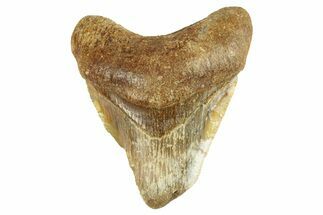 Bargain, Juvenile Fossil Megalodon Tooth From Angola - Unusual Location #258567