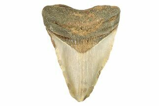 Juvenile Fossil Megalodon Tooth From Angola - Unusual Location #258568