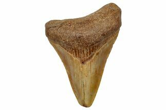 Juvenile Fossil Megalodon Tooth From Angola - Unusual Location #258595