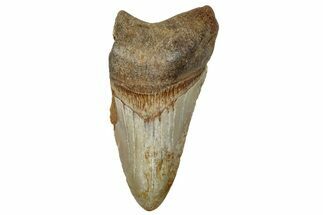 Bargain, Fossil Megalodon Tooth From Angola - Unusual Location #258611