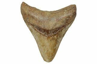 Fossil Megalodon Tooth From Angola - Unusual Location #258615