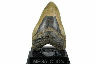 Fossil Megalodon Tooth - North Carolina #258745