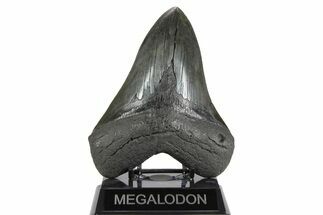 Fossil Megalodon Tooth - South Carolina #258783