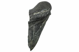 Partial Fossil Megalodon Tooth - South Carolina #250050