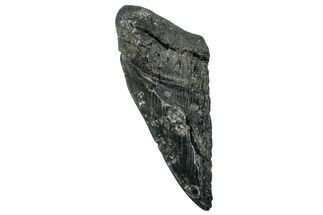 Partial Fossil Megalodon Tooth - South Carolina #250052