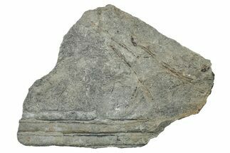 Pennsylvanian Horsetail Fossil Plate - Kentucky #258801