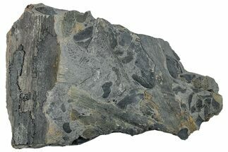 Pennsylvanian Fossil Flora Plate - Kentucky #258832