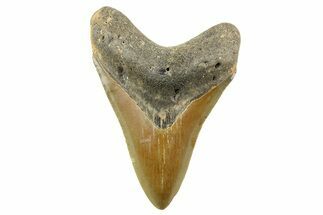 Serrated, Fossil Megalodon Tooth - North Carolina #257809