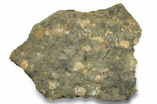 Pennsylvanian Fossil Brachiopod Plate - Kentucky #258812