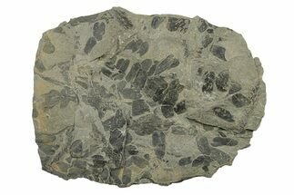 Pennsylvanian Fossil Flora Plate - Kentucky #258842
