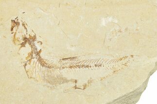 Cretaceous Fossil Fish - Lebanon #258853