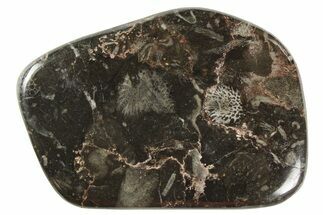 Polished Devonian Fossil Coral and Bryozoan Plate - Morocco #259097