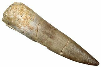 Fossil Plesiosaur (Zarafasaura) Tooth - Morocco #259154