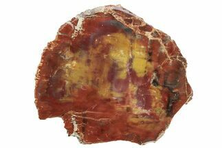 Polished Petrified Wood (Araucarioxylon) Slab - Arizona #259335