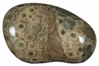 Polished Petoskey Stone (Fossil Coral) - Michigan #259355