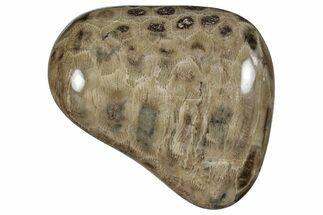 Polished Petoskey Stone (Fossil Coral) - Michigan #259363
