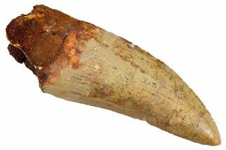 Serrated, Carcharodontosaurus Tooth - Huge Dinosaur Tooth #259438