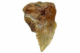 Fossil Shark Tooth (Hemipristis) From Angola - Unusual Location #259444